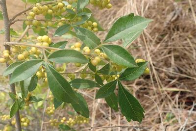 Searsia transvaalensis, photographed by Andrew Deacon
