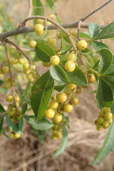 Searsia transvaalensis, photographed by Andrew Deacon