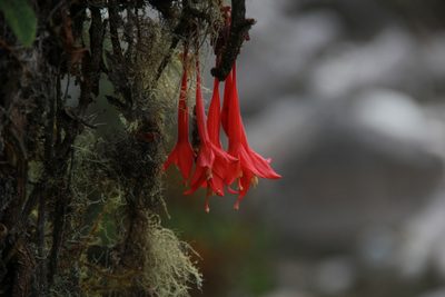 Fuchsia apetala, photographed by Steven Bodzin