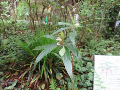 Ardisia crispa, photographed by Yoshihiro Tokue