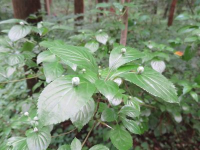 Helwingia japonica, photographed by Yoshihiro Tokue