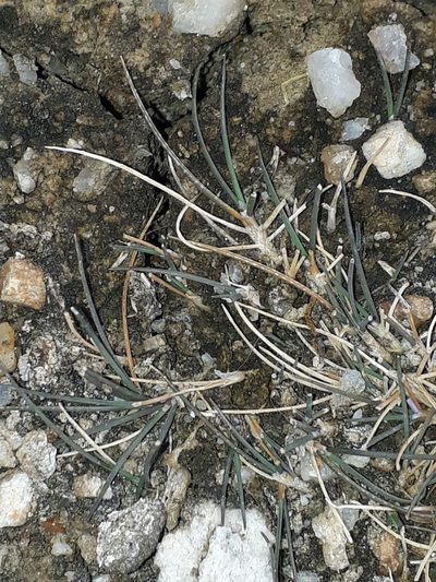 Puccinellia raroflorens, photographed by Leon Perrie