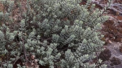 Veronica pimeleoides, photographed by naturewatchwidow