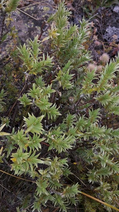 Pimelea aridula, photographed by naturewatchwidow