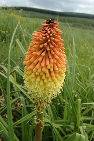 Kniphofia tysonii, photographed by Peter Warren