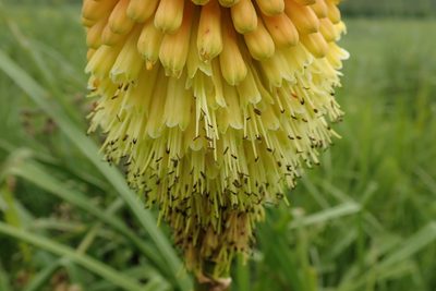 Kniphofia tysonii, photographed by Peter Warren