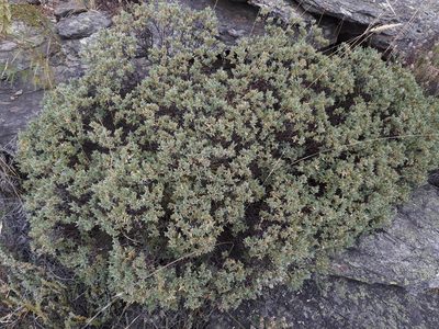 Pimelea aridula, photographed by Leon Perrie