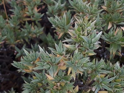 Pimelea aridula, photographed by Leon Perrie