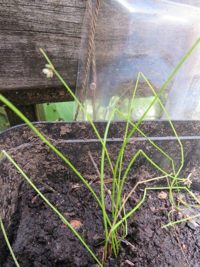 Isolepis inundata, photographed by Jenny Christianson