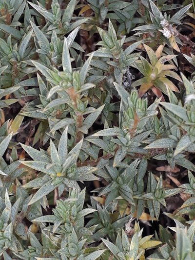 Pimelea aridula, photographed by Leon Perrie