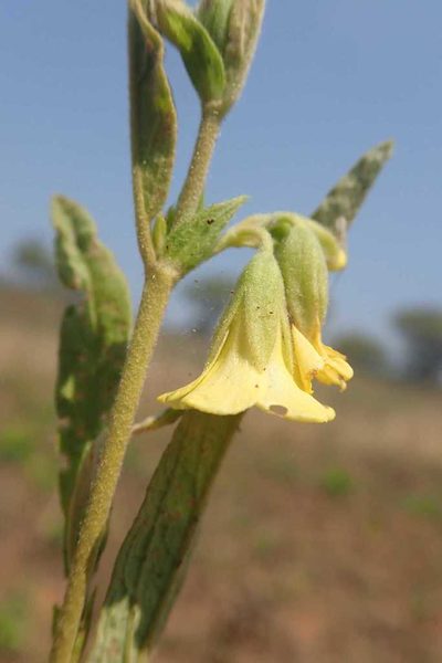 Hermannia lancifolia, photographed by Andrew Deacon