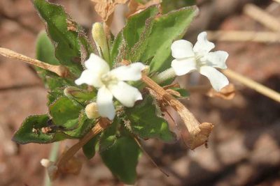 Dyschoriste setigera, photographed by Andrew Deacon