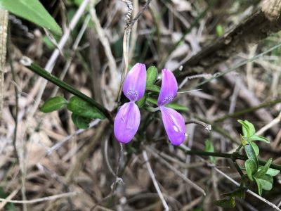 Hypoestes cumingiana, photographed by Cheng-Tao Lin