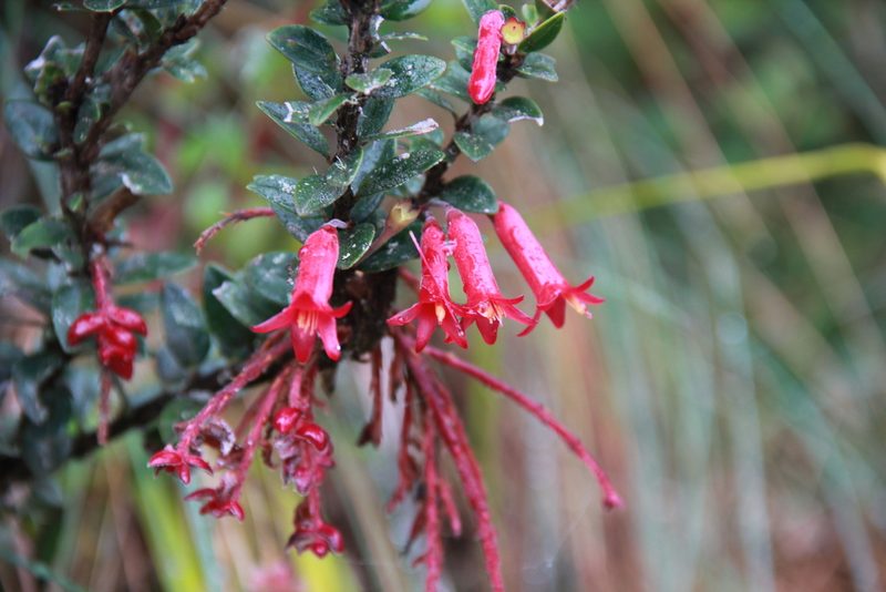 Demosthenesia mandonii, photographed by Steven Bodzin