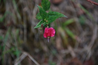 Cuphea cordata, photographed by Steven Bodzin