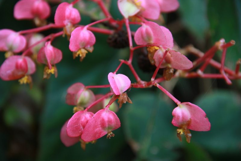 Begonia fissistyla, photographed by Steven Bodzin