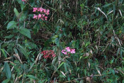 Begonia fissistyla, photographed by Steven Bodzin