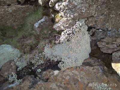 Helichrysum pagophilum, photographed by Seth Musker