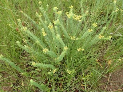 Euphorbia natalensis, photographed by Peter Warren