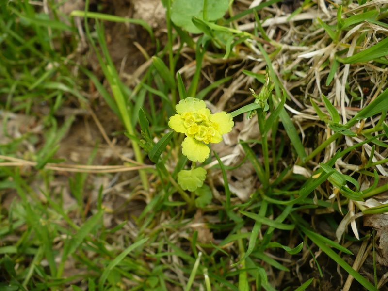 Chrysosplenium serreanum, photographed by Yuri
