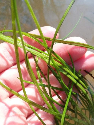 Isoetes louisianensis, photographed by Will McFarland