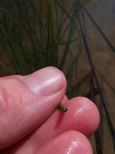 Isoetes louisianensis, photographed by Will McFarland