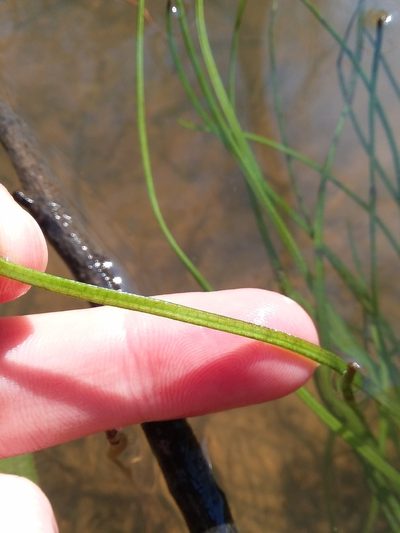 Isoetes louisianensis, photographed by Will McFarland