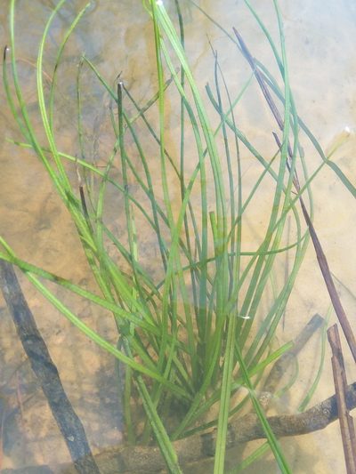 Isoetes louisianensis, photographed by Will McFarland