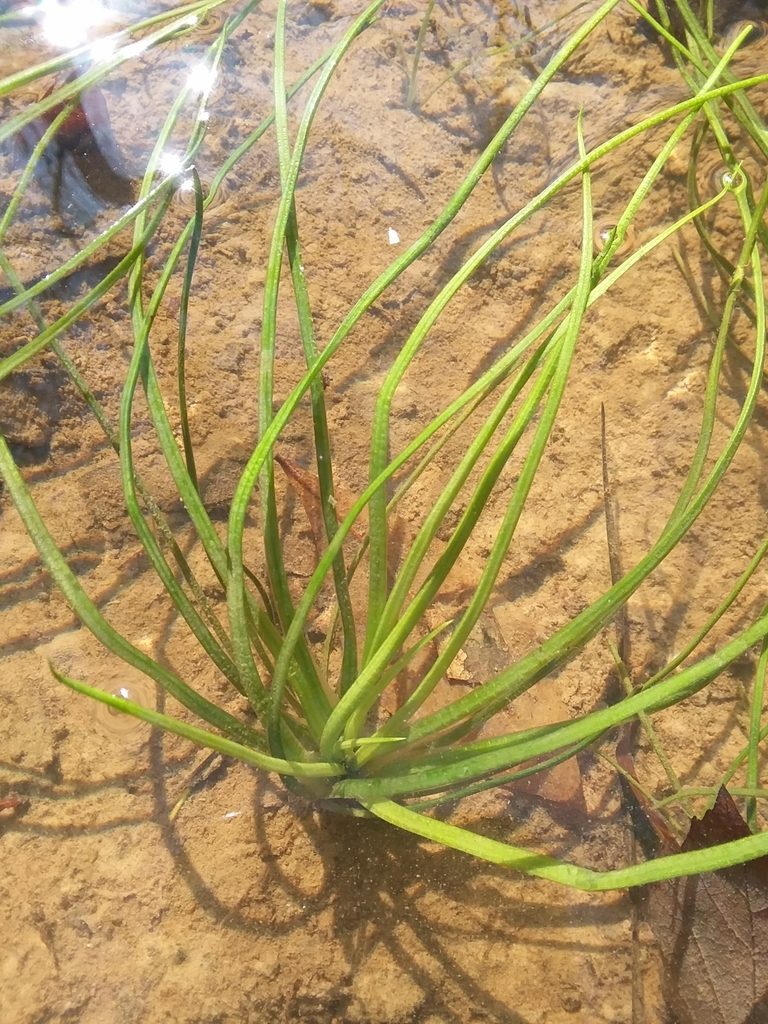 Isoetes louisianensis, photographed by Will McFarland