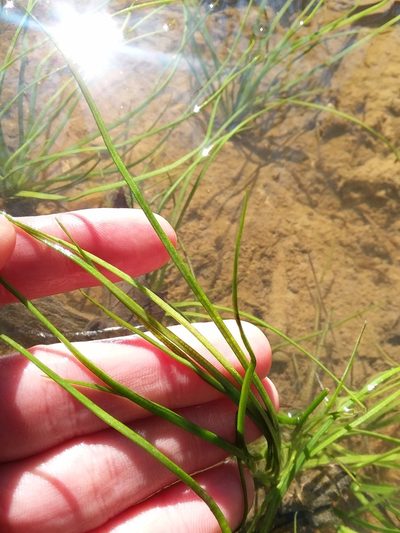 Isoetes louisianensis, photographed by Will McFarland