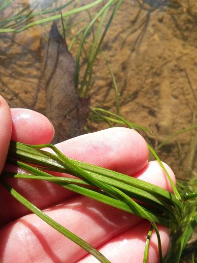 Isoetes louisianensis, photographed by Will McFarland
