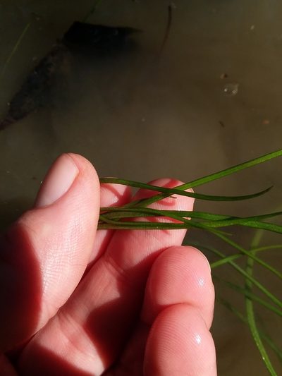 Isoetes louisianensis, photographed by Will McFarland