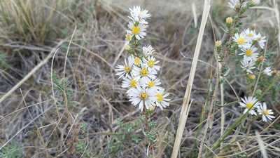 Symphyotrichum falcatum, photographed by Colin Croft