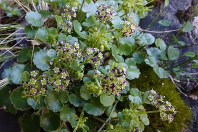 Azorella haastii, photographed by John Barkla