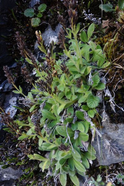 Myosotis suavis, photographed by John Barkla