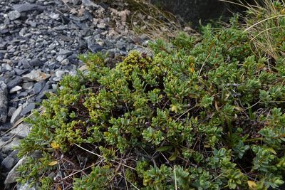 Pimelea notia, photographed by John Barkla