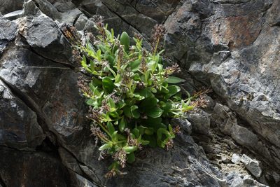 Myosotis suavis, photographed by John Barkla
