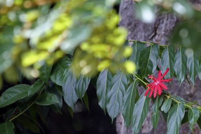 Passiflora glandulosa, photographed by J Straka