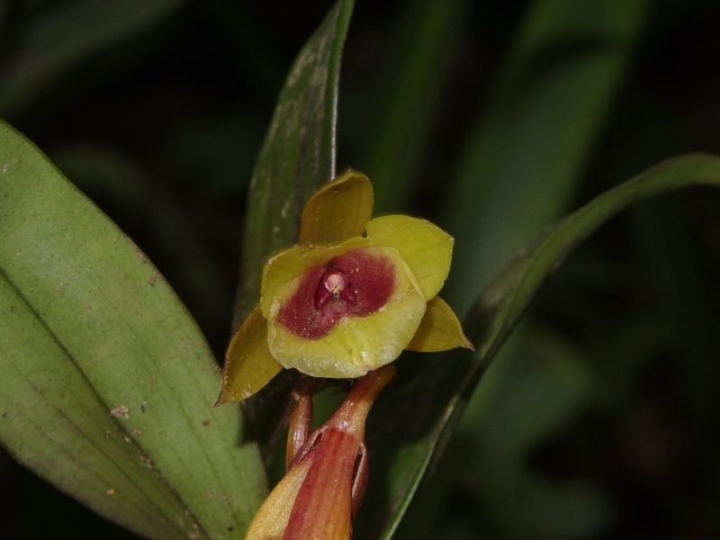 Epidendrum eximium, photographed by Victor De la Cruz