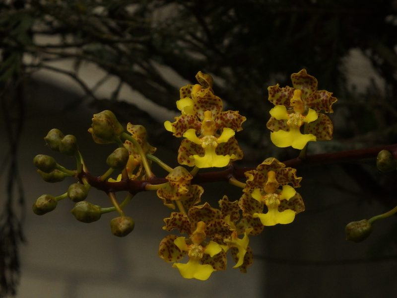 Trichocentrum cavendishianum, photographed by Victor De la Cruz