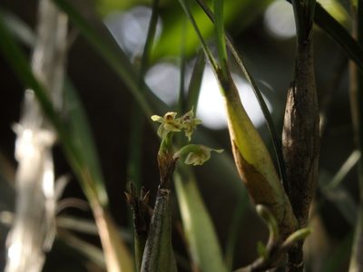 Scaphyglottis fasciculata, photographed by Victor De la Cruz
