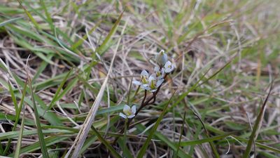 Bartonia verna, photographed by Valerie Anderson