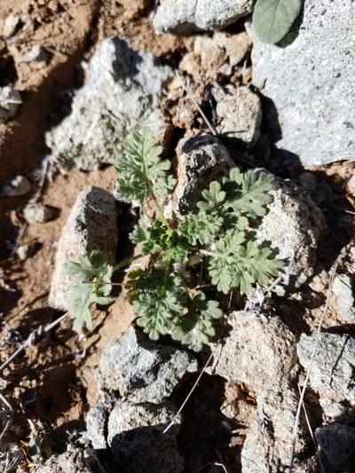 Hedosyne ambrosiifolia, photographed by Alex Abair