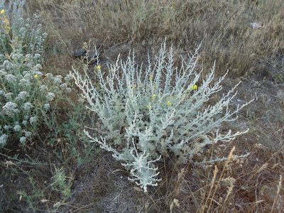 Artemisia fragrans, photographed by Se Lena