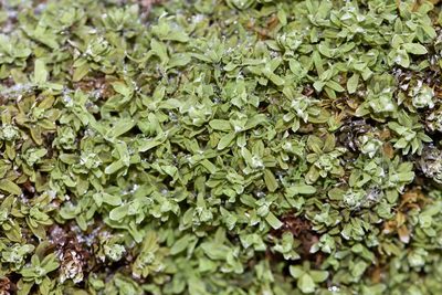 Encalypta procera, photographed by Owen Strickland