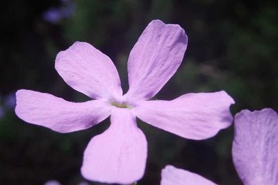 Jamesbrittenia grandiflora, photographed by Andrew Deacon
