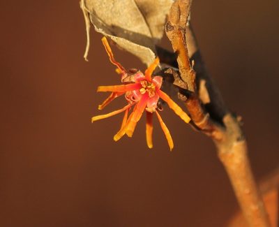 Hamamelis vernalis, photographed by mayfly1963