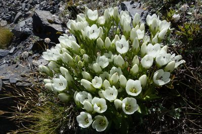 Gentianella divisa, photographed by John Barkla