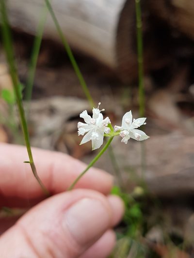 Xanthosia atkinsoniana, photographed by Vale Jenny Conolly