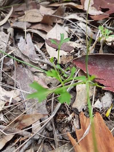 Xanthosia atkinsoniana, photographed by Vale Jenny Conolly